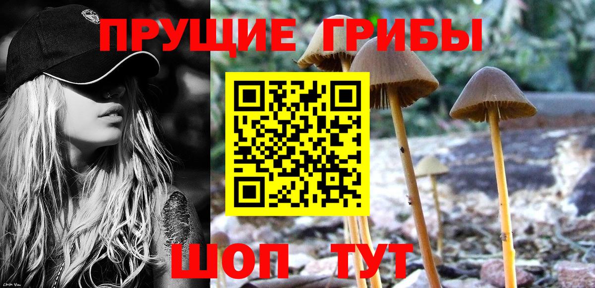 Псилоцибиновые грибы мицелий Кириши